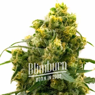 เมล็ดพันธุ์กัญชา 24k Gold Auto Feminised Cannabis Seeds เพศเมีย เมล็ดกัญชานอก เมล็ดค่าย Blimburn แท้100% แบ่งขาย