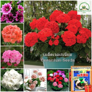 （คุณภาพสูง เมล็ด）เมล็ดพันธุ์ เจอเรเนียม บอนสี Geranium Seeds Mixed Flower Seeds เมล็ดดอกไม้ (/ง่าย ปลูก สวนครัว /กะเพรา