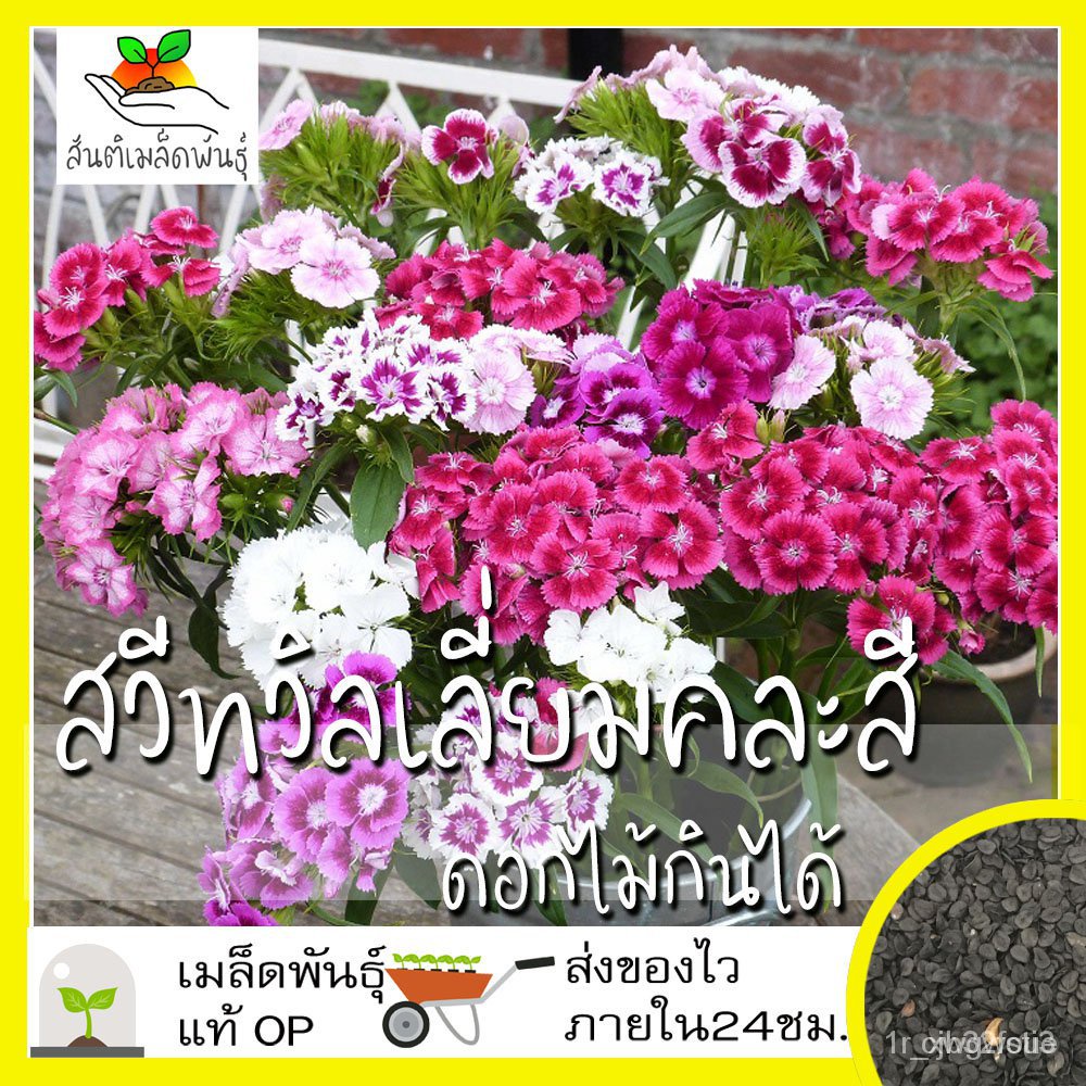 ผลิตภัณฑ์ใหม่-เมล็ดพันธุ์-เมล็ดพันธุ์คุณภาพสูงในสต็อกในประเทศไทย-พร้อมส่งเมล็ดอวบอ้วน-ชุดดอกไม้กินได้-สายพันธุ์-งอก-o4q