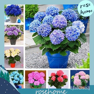 ผลิตภัณฑ์ใหม่ เมล็ดพันธุ์ Mix1pcs / bag bonsai flower seed hydrangea garden plant hydrangea flower pot vase seed/ต้นอ่อน