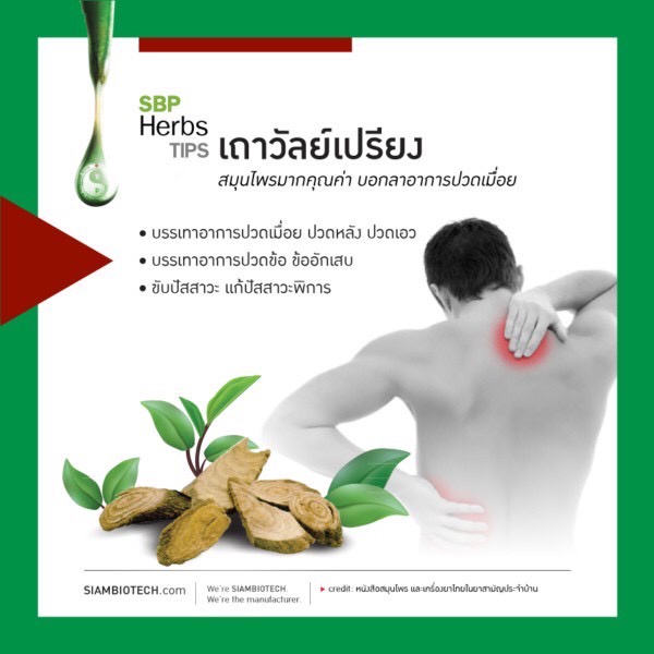 ส่งฟรี-เถาวัลย์เปรียงสกัด-ตรา-กิฟฟารีน-ยาแผนโบราณ-ยาสามัญประจำบ้าน-giffarine-บรรเทาอาการปวดเมื่อย-ปวดหลัง-ปวดเอว