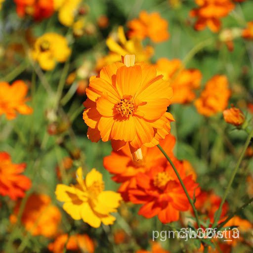 ผลิตภัณฑ์ใหม่-เมล็ดพันธุ์-20pcs-dwarf-cosmos-gesang-flower-seeds-are-sown-for-four-seasons-easy-to-plant-flower-มะระ-mz