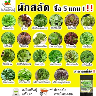 ผลิตภัณฑ์ใหม่ เมล็ดพันธุ์ จุดประเทศไทย ❤เมล็ดอวบอ้วนผักสลัด ชุดผักสลัด โตไว พร้อมส่ง บัตเตอร์คลั้น/รูบี้เร้ด/ปาร/กะเพรา