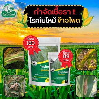 กำจัดเชื้อรา สาเหตุของโรคใบไหม้ ในข้าวโพด ไตรโคเดอร์มา ไตรโคเร็กซ์ ปลอดภัยต่อคนและสัตว์เลี้ยง 100%