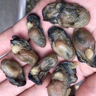 ❁[สะอาดและปราศจากทราย] หอยนางรม Rushan ตากแห้ง หอยนางรมแห้ง หอยนางรมแห้ง หอยนางรมแห้ง หอยนางรมแห้ง หอยแห้ง อาหารทะเลแห้ง
