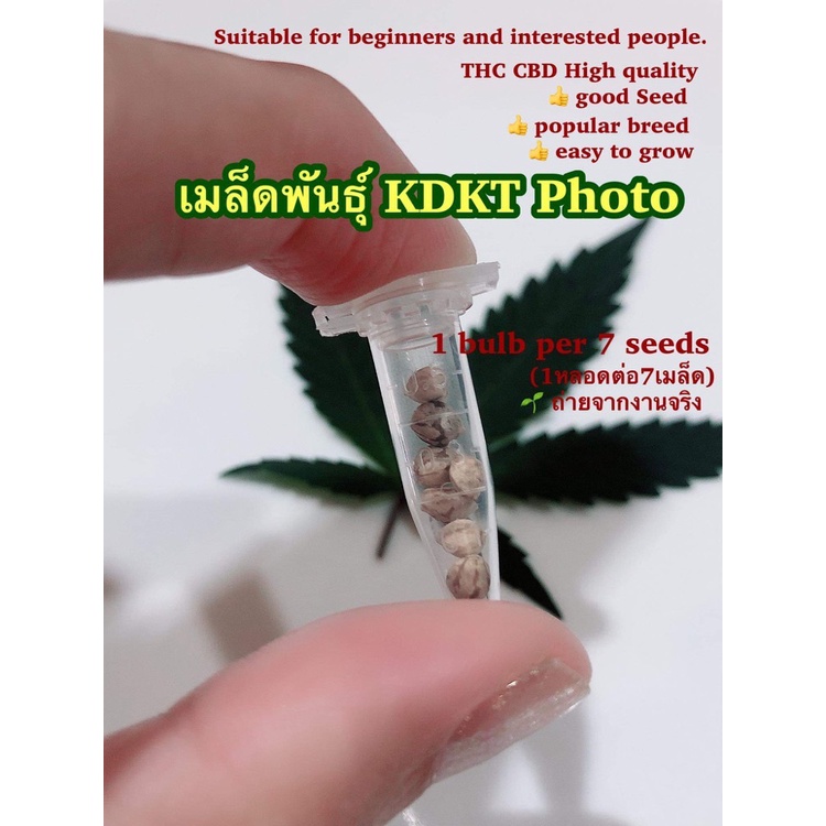 เมล็ดพันธุ์-kdkt-คัดเมล็ดตัวเมีย-สมุนไพร420