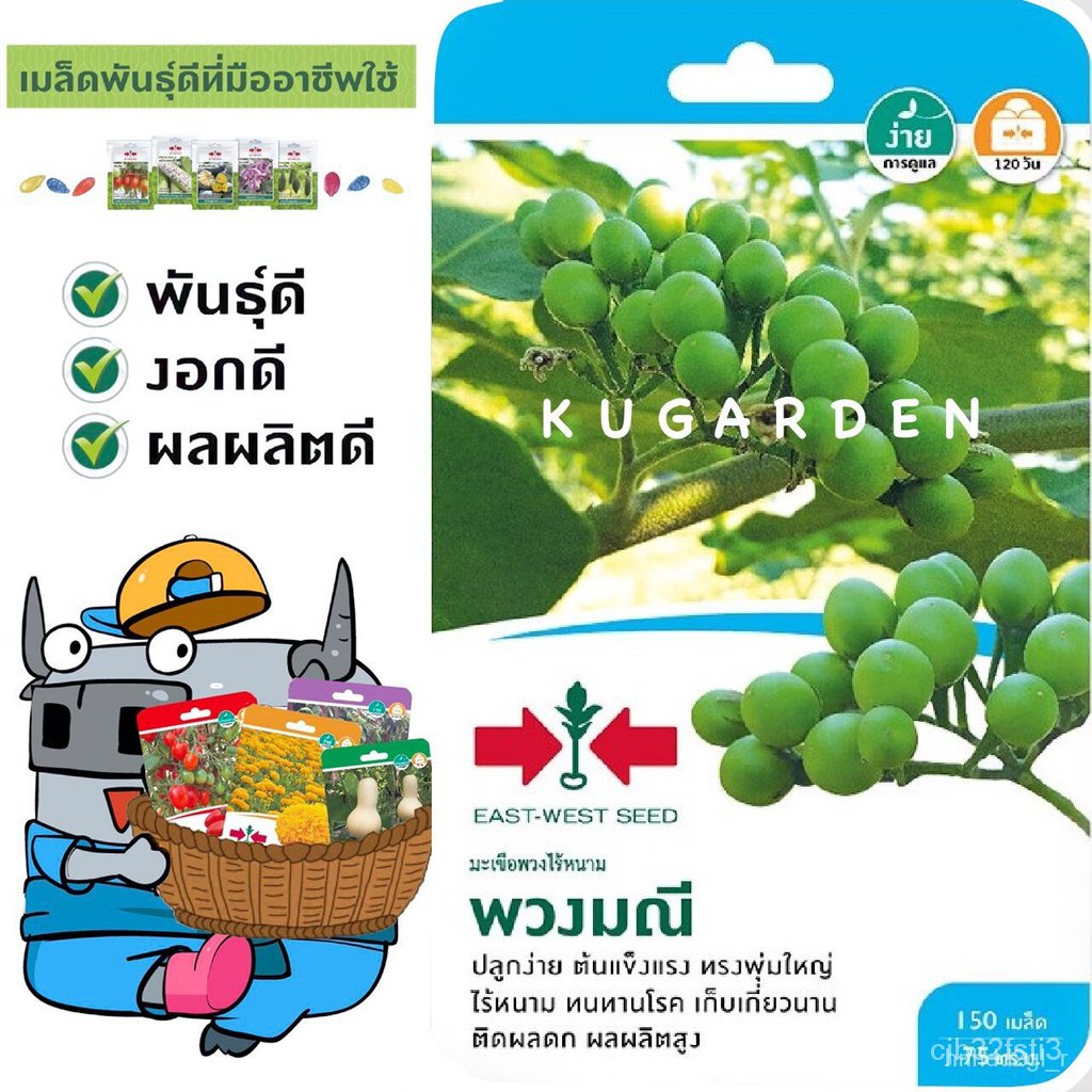 ผลิตภัณฑ์ใหม่-เมล็ดพันธุ์-จุดประเทศไทย-sorndaeng-ผักซอง-ศรแดง-s072-มะเขือพวง-พวงมณี-f1-เมล็ดอวบอ้วนลูกผสม-มะเ-กะเพรา