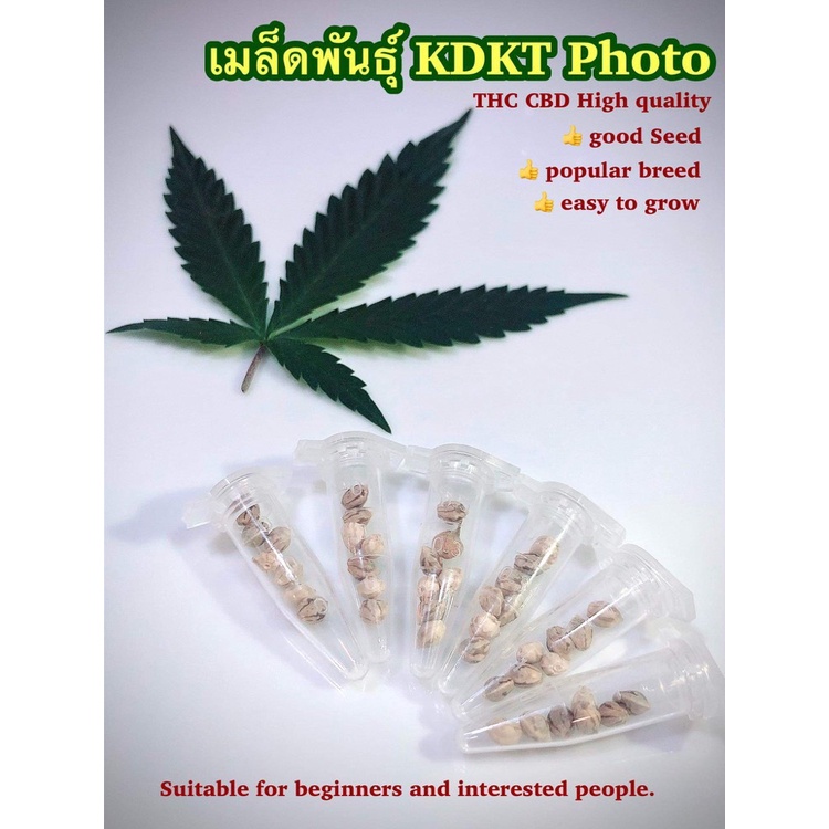 เมล็ดพันธุ์-kdkt-คัดเมล็ดตัวเมีย-สมุนไพร420