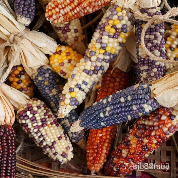 ผลิตภัณฑ์ใหม่-เมล็ดพันธุ์-สปอตสินค้า-เมล็ดอวบอ้วนแท้100-corn-seeds-amp-edible-colored-corn-seeds-vegetable-plant-ต้นอ่อน