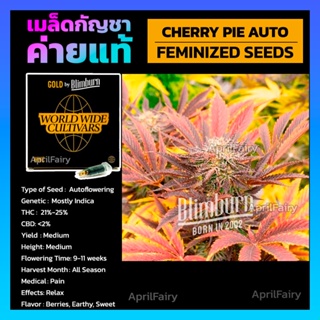เมล็ดพันธุ์กัญชา Cherry Pie Auto Feminised Cannabis Seeds เพศเมีย เมล็ดกัญชานอก เมล็ดค่าย Blimburn แท้100% แบ่งขาย
