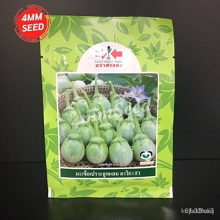ผลิตภัณฑ์ใหม่ เมล็ดพันธุ์ จุดประเทศไทย ❤เมล็ดพันธุ์มะเขือเปราะดาวิกา 20 g. ขั้วและหมวกผลใหญ่เมล็ดอวบอ้วน 100% รอ/ต้นอ่อน