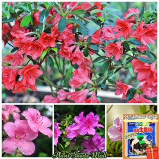 （คุณภาพสูง เมล็ด）เมล็ดพันธุ์ โรโดเดนดรอน Rhododendron flower seeds บรรจุ 50 เมล็ด บอนสีหายาก ต้นไม้ม/กะเพรา ผัก ป/คะน 17