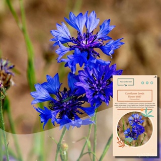ผลิตภัณฑ์ใหม่ เมล็ดพันธุ์ จุดประเทศไทย ❤Cornflower Seeds, Centaurea Cyanus Seeds, Florence Blue, Flower Seeds#0 /ง่าย 92