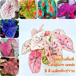 ผลิตภัณฑ์ใหม่ เมล็ดพันธุ์ จุดประเทศไทย ❤100เมล็ด เมล็ดอวบอ้วนรวม Caladium seeds เมล็ดบอนสี บอลสี ต้นไม้ด่าง บอนส/มะระ DR