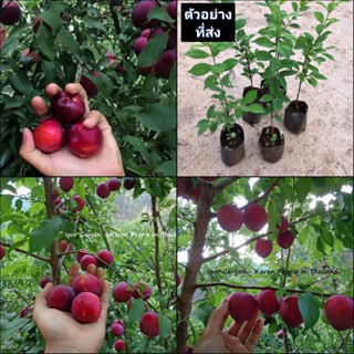 (1ต้น) ต้น ลูกพลัม พันธุ์  กัลฟ์รูบี้ Gulf Ruby Plum ต้นลูกพลัม ต้นพลัม พลัม / พิสุทธิ์