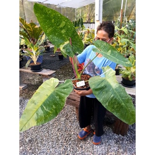 ฟิโลเดนดรอนจอสบรูโน่ /Philodendron Jose buono-ไม้ไซด์ใหญ่ขนาดใบ 45cm+