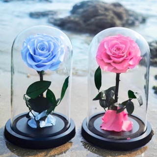 ‼️ใส่โค้ด CD65D ลด40‼️ 🌹Preserved Rose Flower ดอกกุหลาบอมตะในโหลแก้ว สวยสดนาน5ปี กุหลาบสีชมพู ดอกกุหลาบสีฟ้า