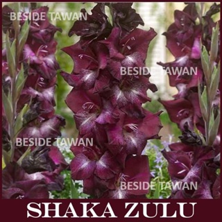 Gladiolus (แก​ลดิ​โอลัส) Shaka Zulu ​ หัวละ ​ 20บาท
