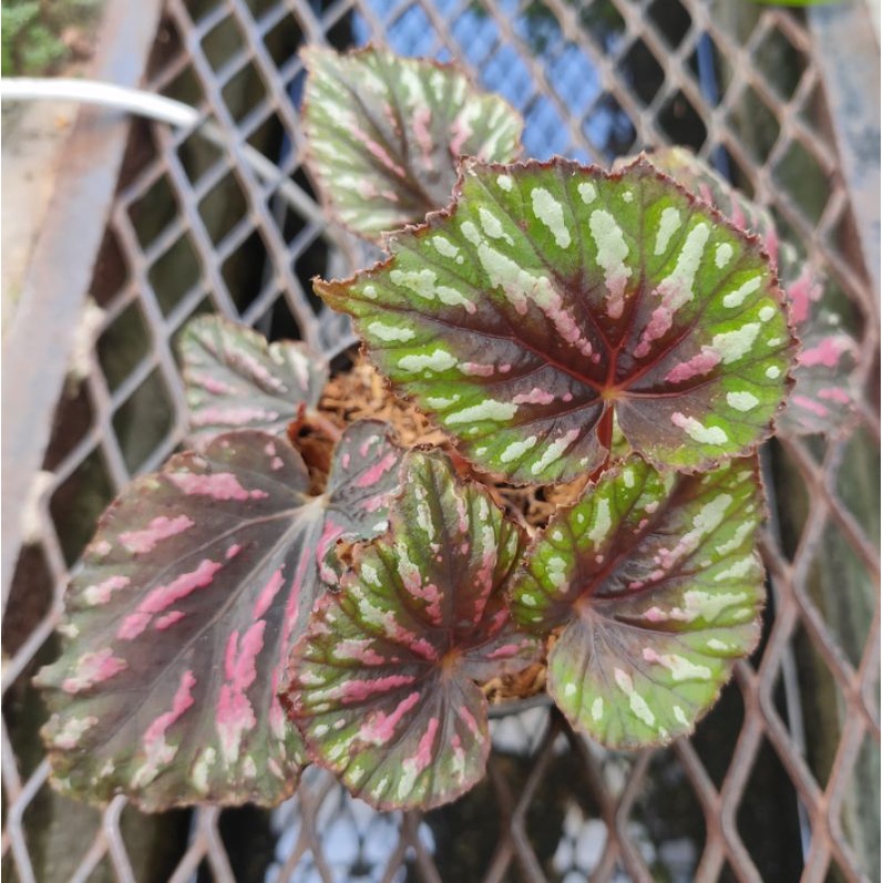 บีโกเนีย-หลายสายพันธ์-begonias