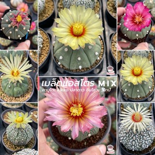 เมล็ดแอสโตร mix คาบูโตะ kikko ปลาดาว ชินโชวะ วีไทป์ แคคตัส กระบองเพชร cactus&amp;succulent