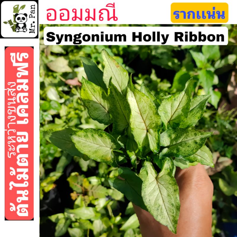 syngonium-holly-ribbon-ออมมณี-ไม้มงคล-ซินโกเนี่ยม-โฮลลี่-ริบบอน-1