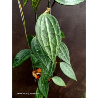 Hoya macrophylla green กลายมาจาก Hoya macrophylla var คะ