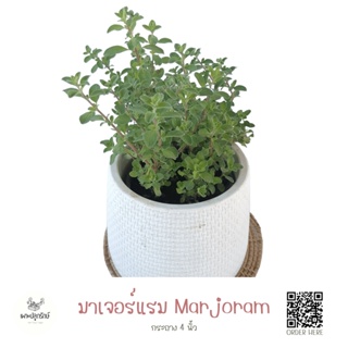 ภาพหน้าปกสินค้ามาเจอร์แรม #Marjoram กระถาง 4 นิ้ว #สมุนไพรฝรั่ง #Herb ที่เกี่ยวข้อง