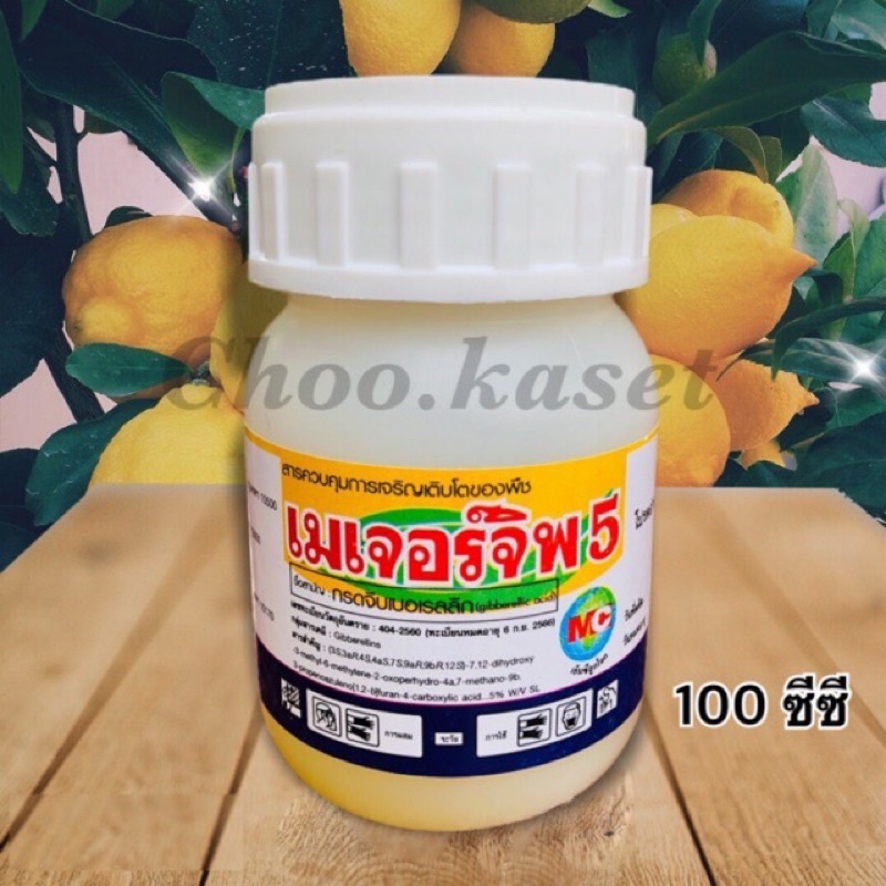 เมเจอร์จิพ5-จิบเบอเรลลิก-5-จิ๊บ5-ขนาด-100-500-ซีซี