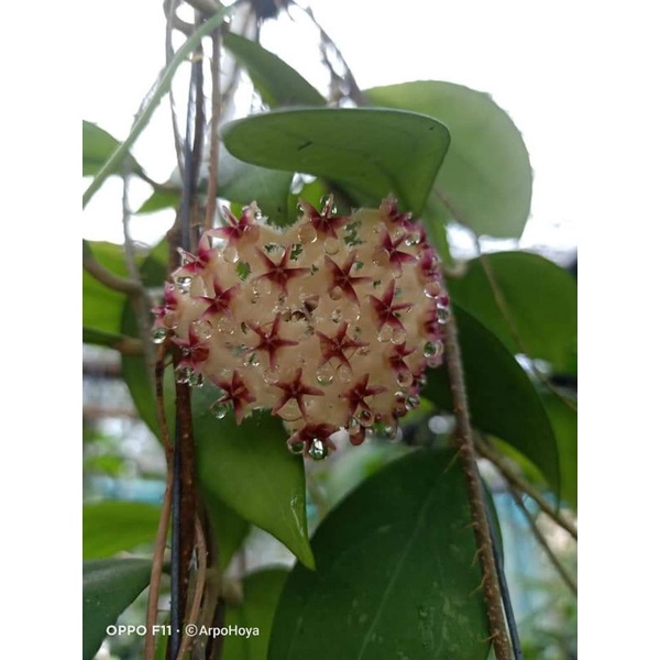 hoya-erythrostemma-ป่าพังงา-3-ต้นในกระถาง