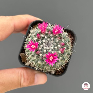 แมมแม่เฒ่า #ไซส์เล็ก แมมฮาเนียน่า Mammillaria Hahniana แคคตัส กระบองเพชร cactus&amp;succulent