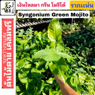 Syngonium Mojito เงินไหลมา โมจิโต้ ต้นไม้ตายระหว่างขนส่ง