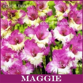 Gladiolus ( แกลดิโอลัส ) Maggie
