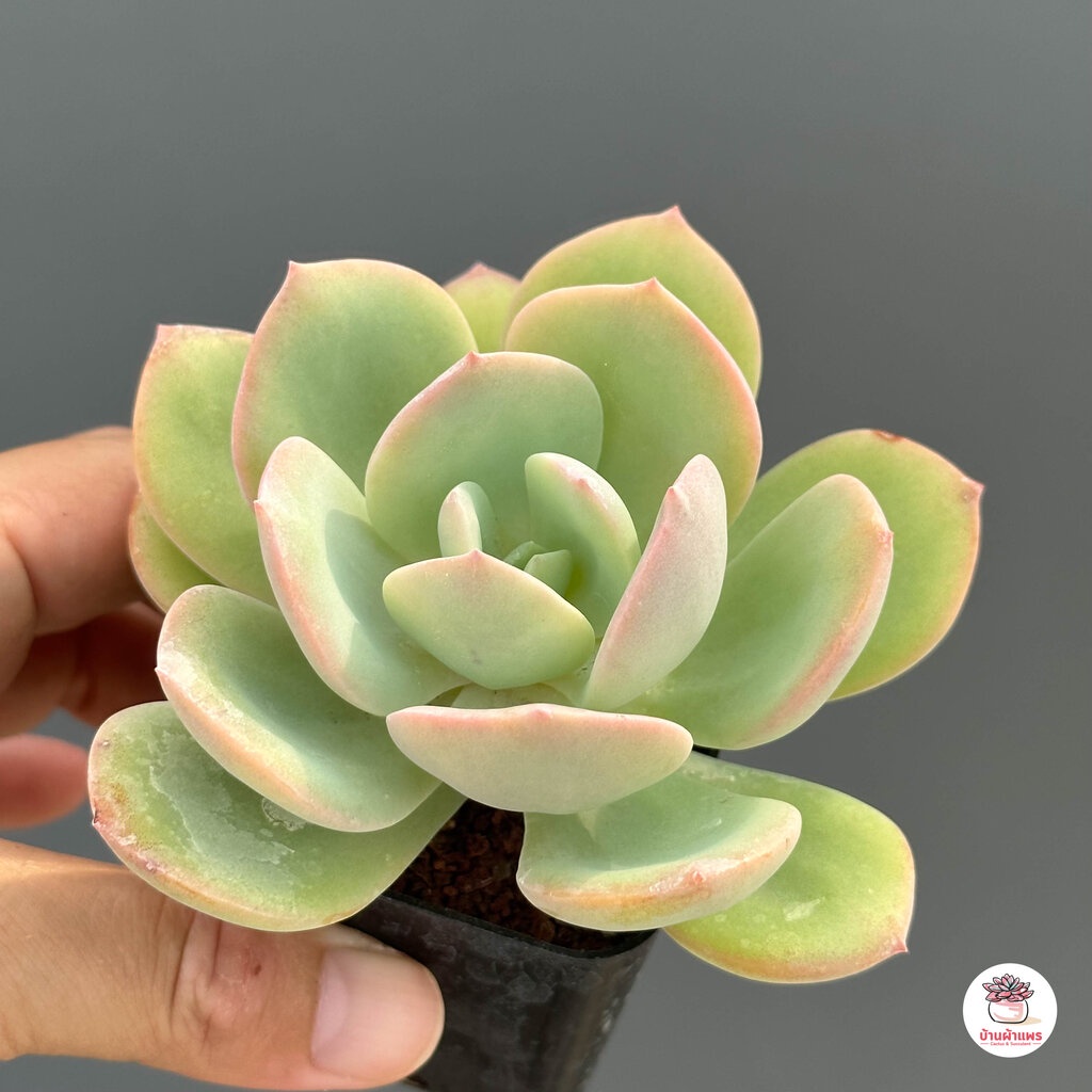 ฮากุ-echeveria-hakuhou-กุหลาบหิน-cactus-amp-succulentหลากหลายสายพันธุ์