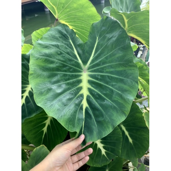 colocasia-nancy-บอนแนนซี่-ต้นเล็กรากเดินแล้ว-พร้อมส่ง