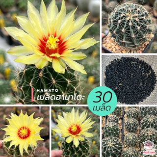 ( 30 เมล็ด ) เมล็ด ฮามาโตะ HamaTo แคคตัส กระบองเพชร cactus&amp;succulent