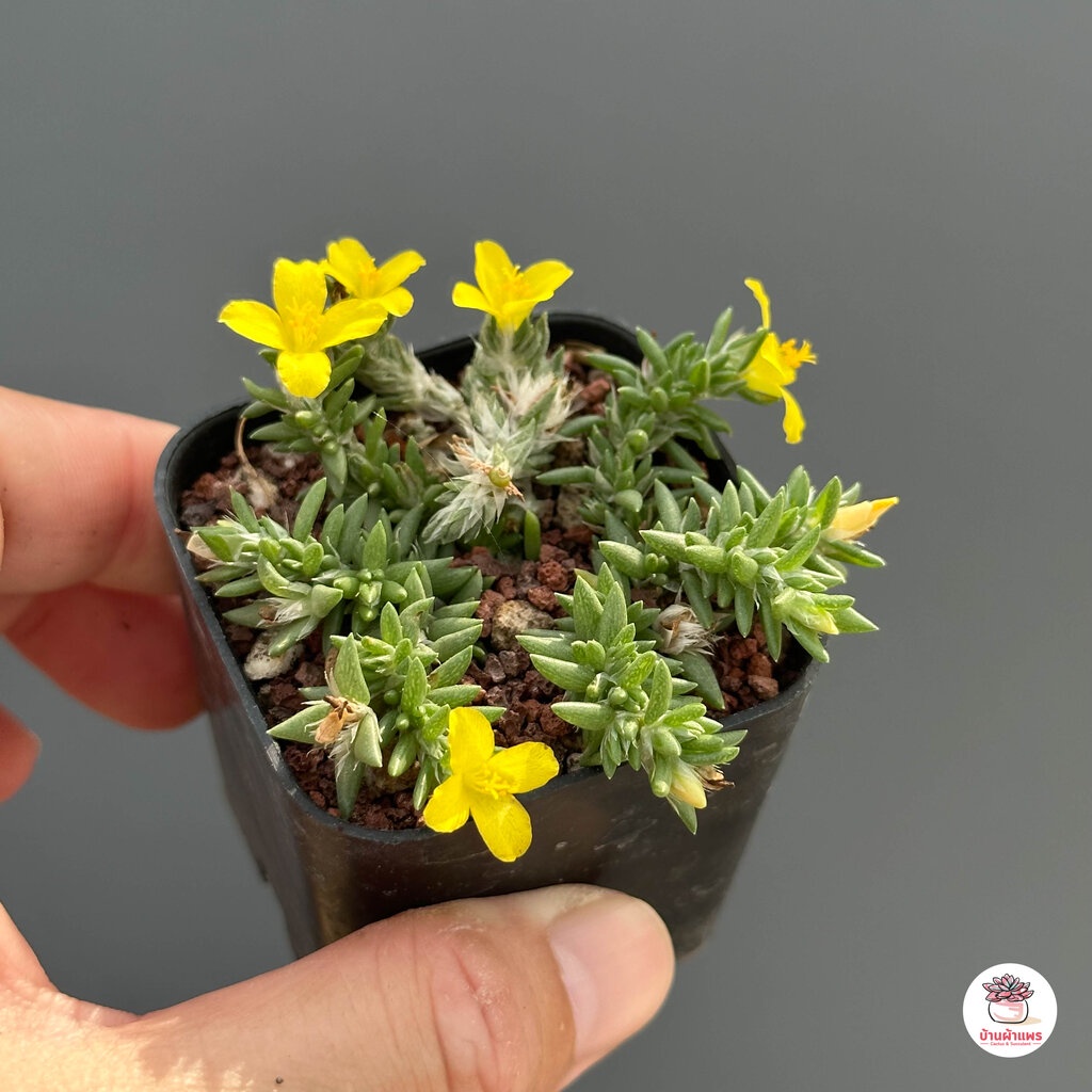 คุณนายตื่นสายโซมาเลีย-ดอกเหลือง-portulaca-coralina-กุหลาบหิน-cactus-amp-succulentหลากหลายสายพันธุ์