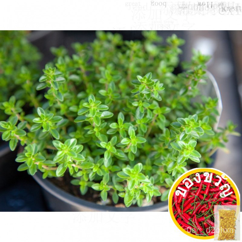 ไธม์1400-1500เซล็ตต์ (ไธมัสวัลการิสแอล) เมทิส VZZA | Shopee Thailand