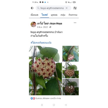 hoya-erythrostemma-ป่าพังงา-3-ต้นในกระถาง