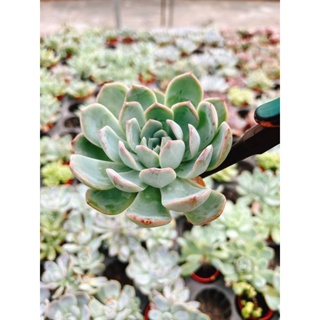 Echeveria blue ice  กุหลาบหินสีวินเทจหวานๆละมุนตา