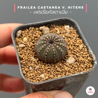 เฟรเรียคัสตาเนีย Frailea Castanea v. Nitens แคคตัส กระบองเพชร cactus&amp;succulent