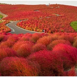 เมล็ดพันธุ์ พุ่มไม้เพลิง โคเชีย ( Kochia Tricchophylla ) ปลูกง่าย งอกเร็ว บรรจุ 50 เมล็ด