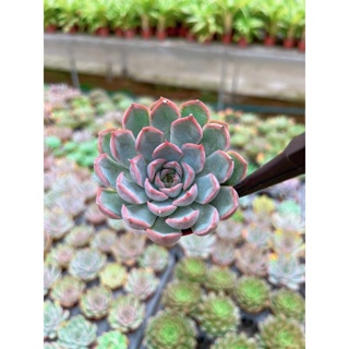 Echeveria Orine  กุหลาบหินสีชมพูขอบแดง ยิ่งเลี้ยงยิ่งสวย