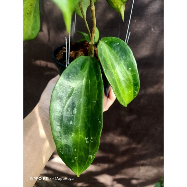 hoya-latifolia-bai-bua