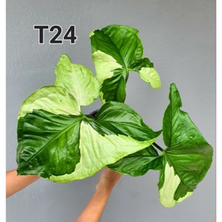 🍀Syngonium T24 ซิงโกเนียมT24