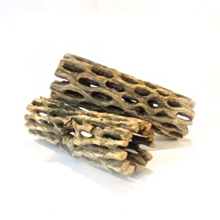 Cholla Wood 3inch ซื้อ 3 ชิ้น แถม 1 ชิ้น ขอนไม้บ้านกุ้ง กุ้งแคระ กุ้งเรดบี กุ้งสุราเวสี