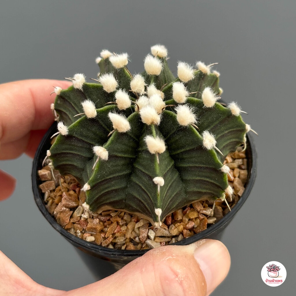 ยิมโน-lb-hybrid-gymnocalycium-แคคตัส-กระบองเพชร-cactus-amp-succulent