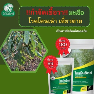 กำจัดเชื้อรา สาเหตุของโรคโคนเน่า เหี่ยวตาย ในมะเขือ ไตรโคเดอร์มา ไตรโคเร็กซ์ ปลอดภัยต่อคนและสัตว์เลี้ยง