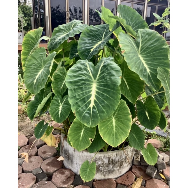 colocasia-nancy-บอนแนนซี่-ต้นเล็กรากเดินแล้ว-พร้อมส่ง