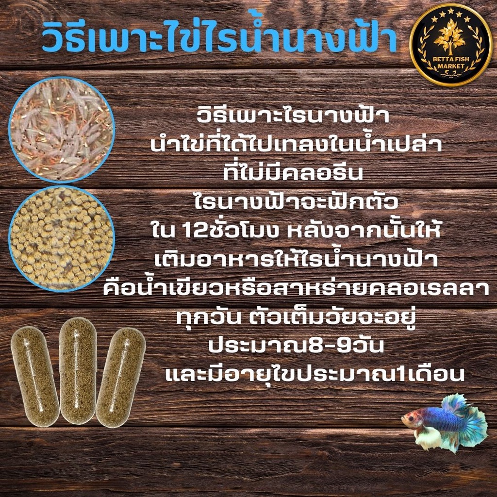 ไข่ไรนางฟ้า-1-แคปซูล-อาหารสดอนุบาลลูกปลาอัตราการรอดสูง-มีคู่มือเพาะฟักแนะนำ