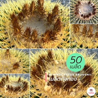 ( 50 เมล็ด ) เมล็ดถังทอง Echinocactus grusonii แคคตัส กระบองเพชร cactus&succulent